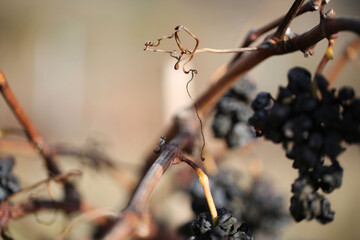 Cèpe et pied de vigne