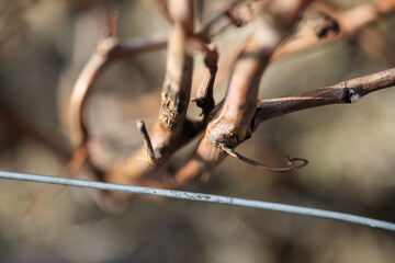 C&egrave;pe et pied de vigne