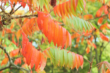 autumn leaves in the forest