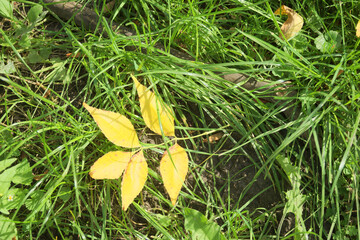 yellow leaves on green grass