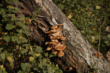 Mushrooms growing on tree trunk