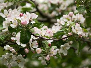 Spring flowers on apple-tree branches