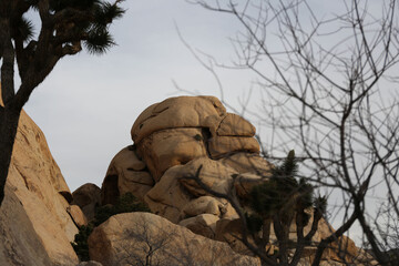 Plantes , rochers et paysages du désert de Joshua Tree