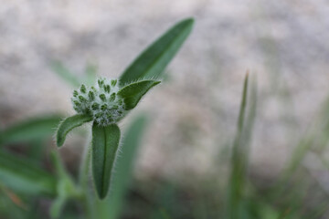 Plantes , rochers et paysages du désert de Joshua Tree