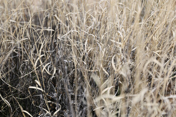 Plantes , rochers et paysages du désert de Joshua Tree