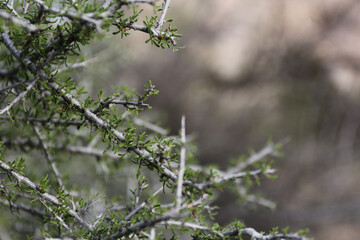Plantes , rochers et paysages du désert de Joshua Tree