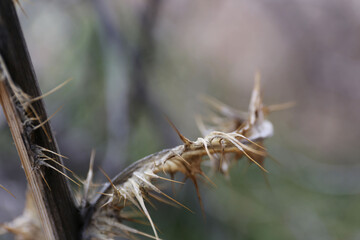 Obraz premium Plantes , rochers et paysages du désert de Joshua Tree