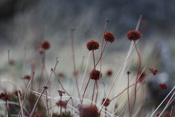 Plantes , rochers et paysages du désert de Joshua Tree