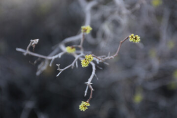 Plantes , rochers et paysages du désert de Joshua Tree
