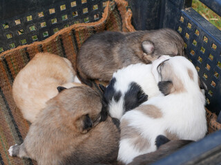 Newborn puppies sleep sweetly in a box.