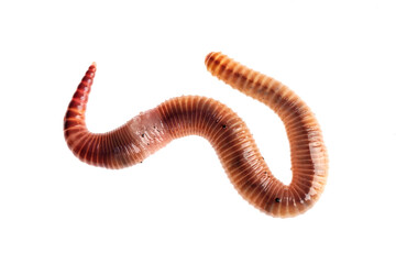 Macro shot of red worm Dendrobena, earthworm live bait for fishing isolated on white background.