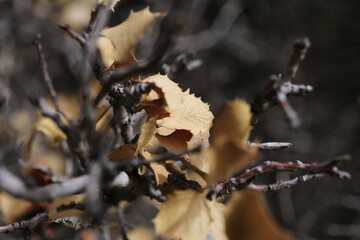 Plantes , rochers et paysages du désert de Joshua Tree
