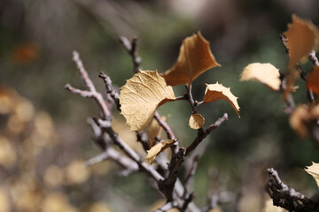 Plantes , rochers et paysages du désert de Joshua Tree