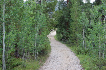 Path Through a Pine Wood 01