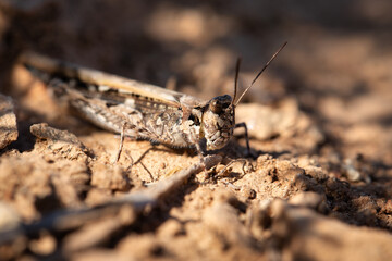 Macro shot of a grasshopper sitting on a dry stone.