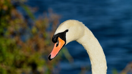 Swan