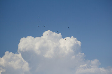 clouds and birds