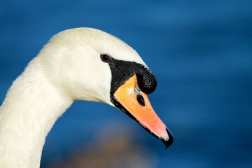 Swan profile