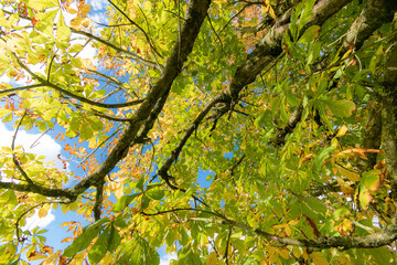 Beautiful tree with green and yellow leaves in autumn on nature in Park against blue sky.