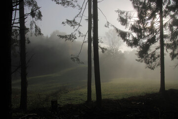 Lisière de forêt dans la brume matinale