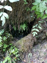 fern in the forest