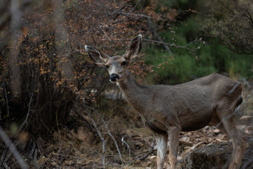 Deer in Grand Canyon National Park, Arizona