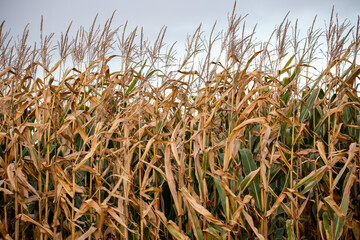 Close-up of Wisconsin field corn in October ready for harvest