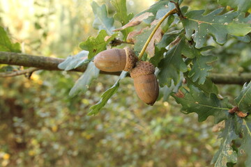 two acorns at a branch with leaves of an oaktree closeup in the forest in autumn