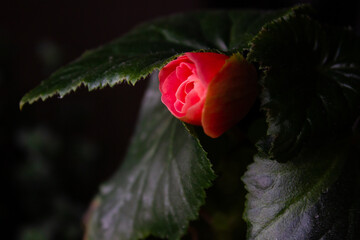 red begonia with green leaves
