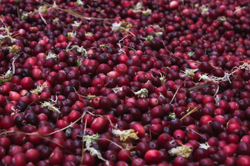 
red and burgundy cranberries