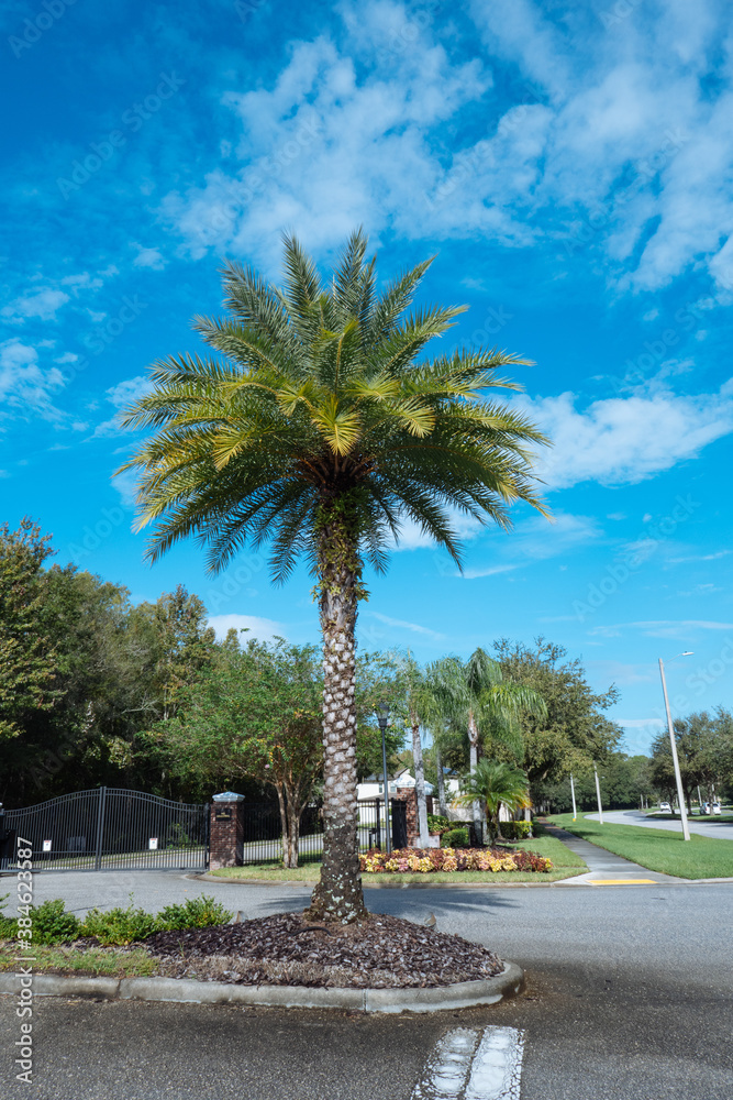 Poster beautiful palm trees and cloud in the summer of florida