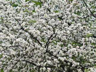 Plentiful flowering of fruit tree in the spring