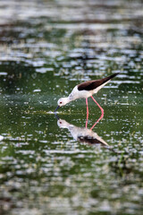 Black-winged stilt or Himantopus himantopus wades in marshland