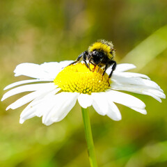 bumble bee sucks flower nectar from daisies