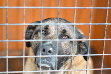 Beautiful sad big mix breed dog sadly looking through cage sad eyes - Powered by Adobe