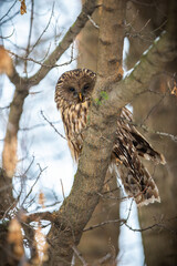Calm ural owl, strix uralensis, sitting on tree in wintertime nature. Spotted bird of prey looking to the camera on bough. Brown feathered animal watching in woodland.