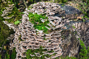 Coriolus Mushroom  on tree stump