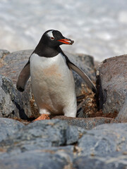 Gentoo Penguin making a nest