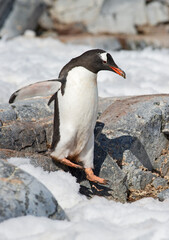 Gentoo Penguin pebble mania