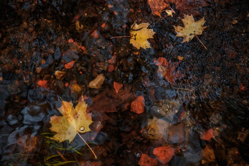 Fallen yellow leaves in the water. Autumn natural background.