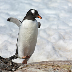 Obraz premium Funny Gentoo Penguin walk