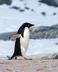 Fototapeta na wymiar Adelie Penguin taking a waddle