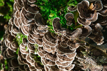 Coriolus Mushroom _04