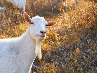Fototapeta premium Portrait of a goat grazing in an autumn mountain pasture.