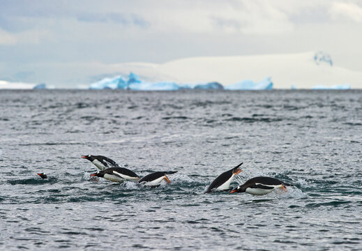 Gentoo Penguins porpoising in Antarctica