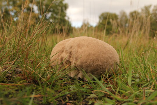 a big beige puffball in the green grass in a meadow in a forest in autumn