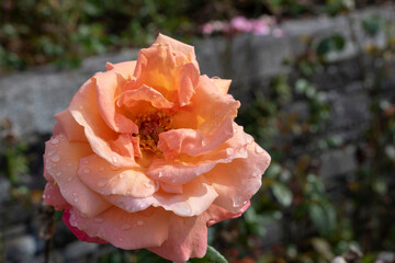 Pink rose in the garden