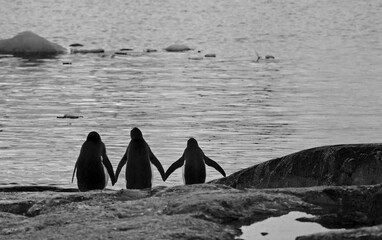 Three penguins holding hands