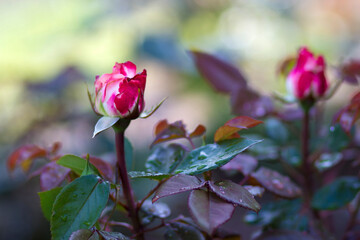 Fototapeta na wymiar rose in the garden - close up