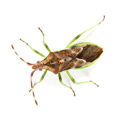 Western conifer seed bug (Leptoglossus occidentalis) isolated on white background